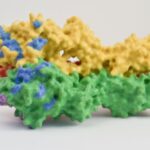 Jak dokładnie mechanistycznie działają szczepionki mRNA i dlaczego nagrodzone Noblem badaczki wyprzedziły swoją epokę?